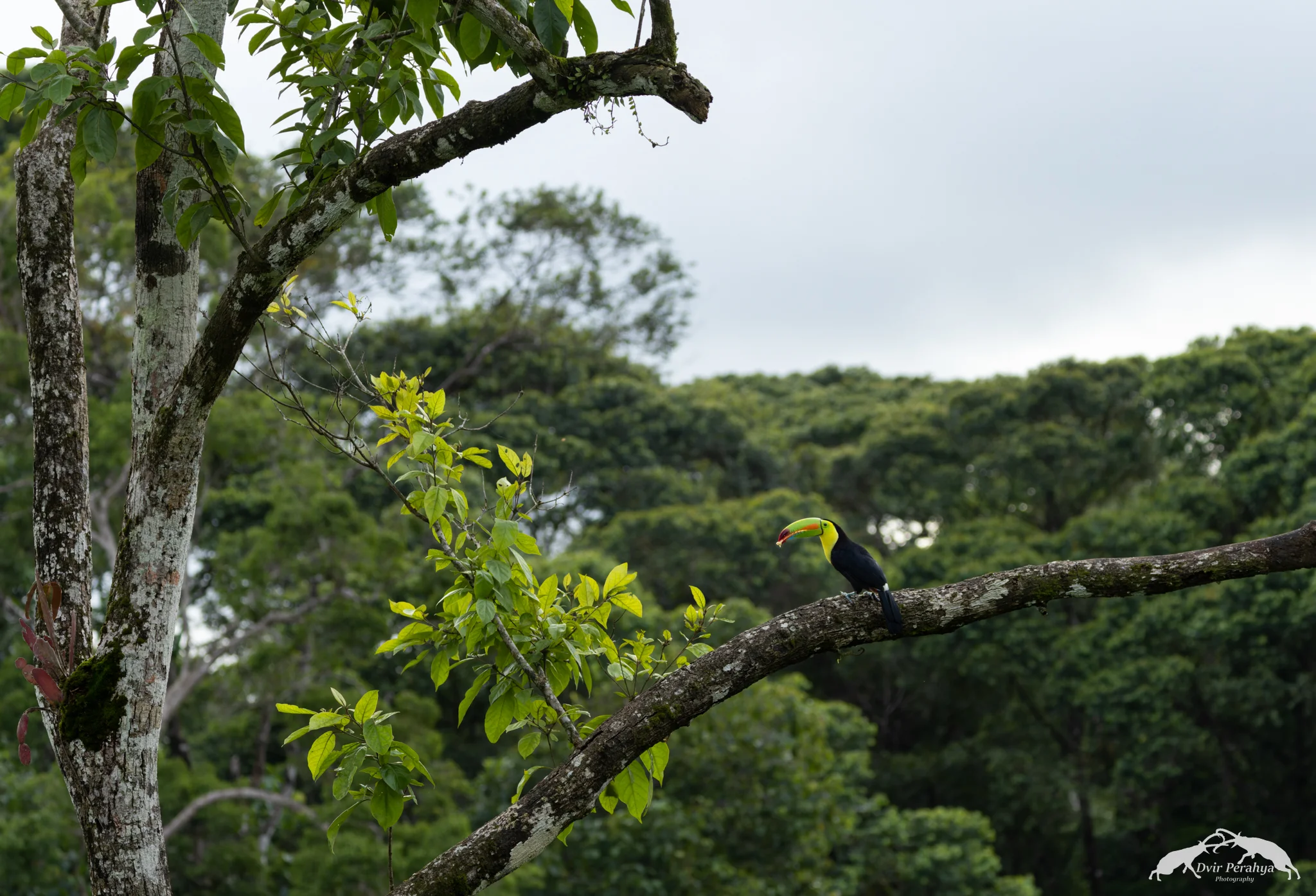 Keel-billed toucan, Boca Tapada